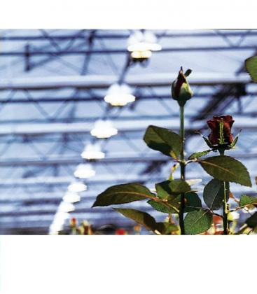 Plantastar 600W E40 Grolux Plant Lamp 1391-16674