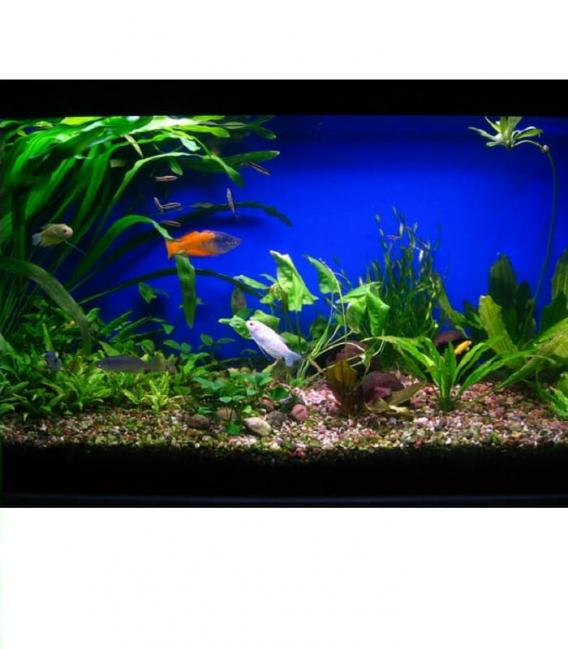 Bombilla Aquastar T5 FHO54W 10000K G5 – foto