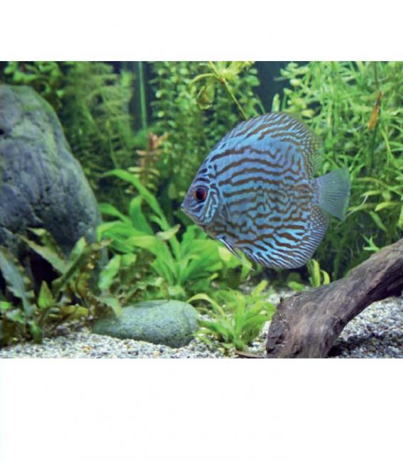 Aquastar T8 F36W 10000K G13 Lámpara para plantas – foto