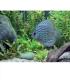 Aquastar T8 F36W 174 10000K G13 para plantas 8698-18469