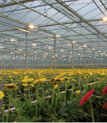 Bombilla Grolux T8 F36W GRO 8500K G13 9146-18821
