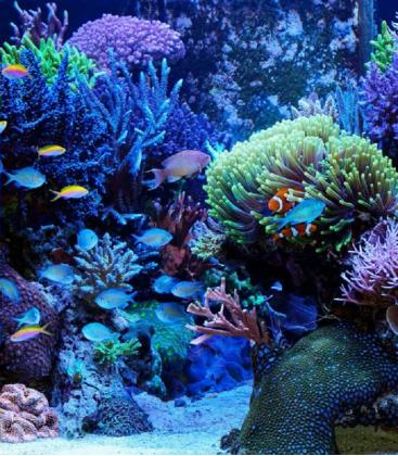 Coralstar T5 FHO39W G5 Luce per acquario di corallo 9936-19108