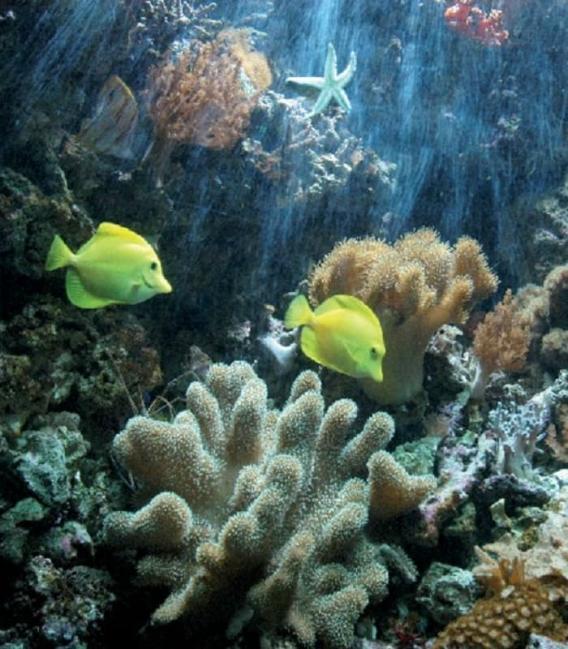 Coralstar T5 FHO39W G5 Lámpara de coral para acuarios – foto