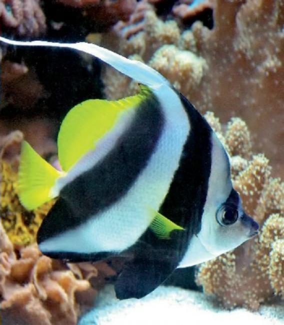 Marinestar T5 FHO54W 15000K G5 Aquarienleuchte – foto