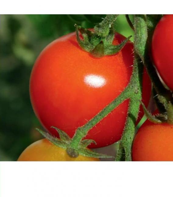 Kit d'éclairage professionnel pour la culture de plantes - HPS NAV 150W – Photo