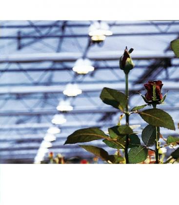 PLANTASTAR KIT 600W - profesionalna za gojenje rastlin DIY 10107-19249