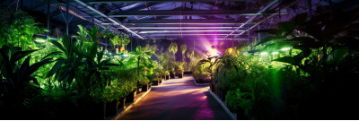 Kit d'éclairage DIY pour la culture professionnelle de plantes - Installation intérieure