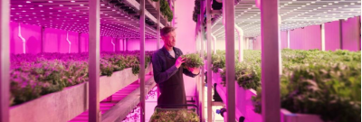 Lampes pour plantes, aquariums et terrariums : Améliorer la croissance et la santé